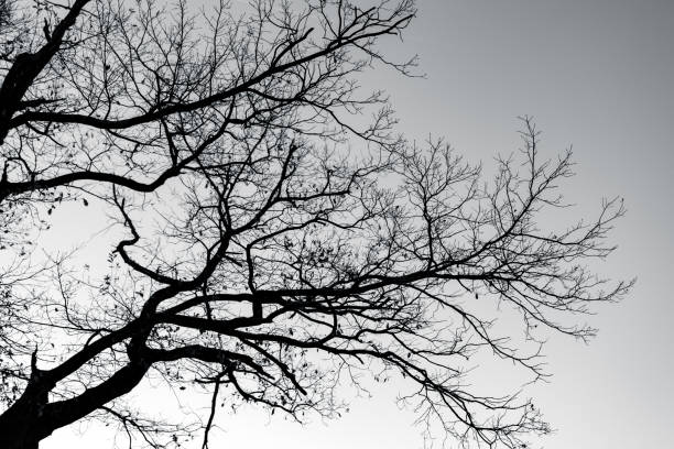 Silhouette dead tree and branches on gray sky. Background for peaceful death, lonely, sad, hopeless, tranquil, and despair. Sad of nature. Death and sad emotional background. Depressed mood concept. silueta de árbol muerto y ramas sobre cielo gris. antecedentes para la muerte pacífica, solitaria, triste, desesperada, tranquila y desesperada. triste de naturaleza. muerte y triste trasfondo emocional. concepto de estado de ánimo deprimido.
