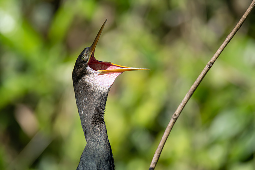 Names: American Darter, Snakebird, Darter, Water Turkey\nScientific name: Anhinga anhinga\nCountry: Costa Rica\nLocation: Tortuguero National Park