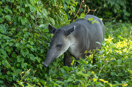 English names: Baird's tapir, Central American tapir\nScientific name: Tapirus bairdii\n\nCountry: Costa Rica\nLocation: Corcovado National Park