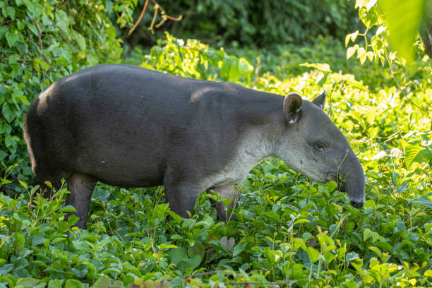 Baird's tapir English names: Baird's tapir, Central American tapir
Scientific name: Tapirus bairdii

Country: Costa Rica
Location: Corcovado National Park tapir stock pictures, royalty-free photos & images