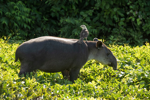 English names: Baird's tapir, Central American tapir\nScientific name: Tapirus bairdii\n\nEnglish name: Yellow-headed caracara\nScientific name: Milvago chimachima\n\nCountry: Costa Rica\nLocation: Corcovado National Park