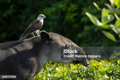 istock Baird's tapir and a Yellow-headed caracara 1365737018