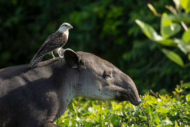Baird's tapir and a Yellow-headed caracara English names: Baird's tapir, Central American tapir
Scientific name: Tapirus bairdii

English name: Yellow-headed caracara
Scientific name: Milvago chimachima

Country: Costa Rica
Location: Corcovado National Park tapir stock pictures, royalty-free photos & images