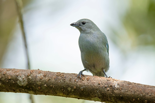 Name: Blue-gray tanager, blue and grey tanager\nScientific name: Thraupis episcopus\nCountry: Costa Rica\nLocation: La Paz