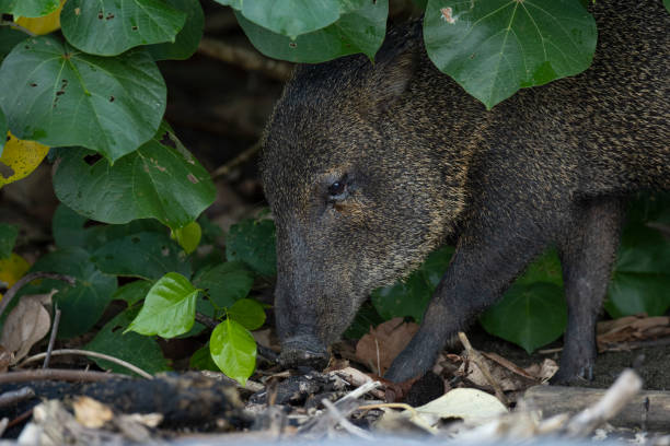 halsbandpekari - nabelschwein stock-fotos und bilder