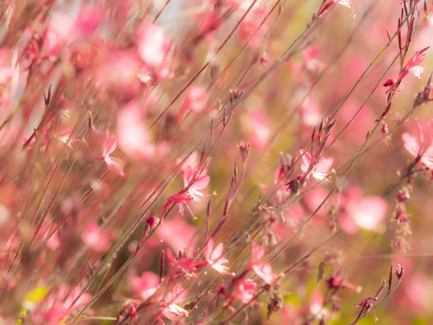 istock Beautiful pink wildflowers 1365738023
