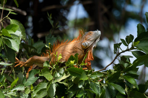 Green iguana Name: Green iguana
Scientific name: Iguana iguana
Country: Costa Rica
Location: Tortuguero tortuguero national park photos stock pictures, royalty-free photos & images
