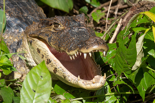 Name: Spectacled caiman, also known as white caiman or common caiman,\nScientific name: Caiman crocodilus\nCountry: Costa Rica\nLocation: Caño Negro Reserve - Los Chiles