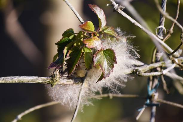 Clematis fluff after flowering. It is a Ranunculaceae perennial vine and is called the queen of climbing plants.
