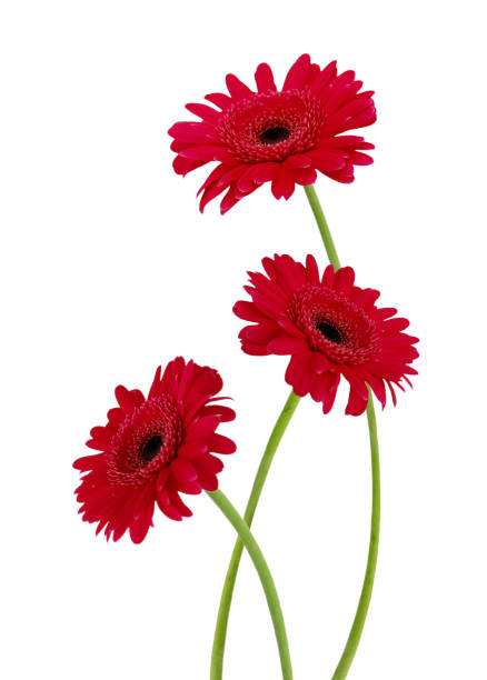 istock colorful Gerber flowers isolated on white 1365741075
