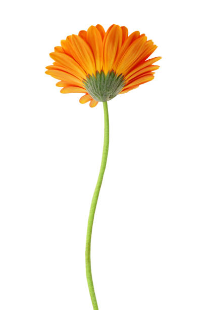 istock colorful Gerber flowers isolated on white 1365741105