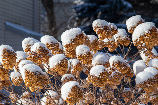 This image shows a close-up view of snow covered hydrangea bush flower heads after a winter blizzard.