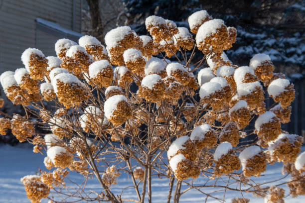 istock Snow covered hydrangea flowers in winter blizzard. 1365741231