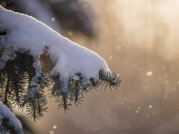 istock Green fir branches in winter covered with snow 1365742155