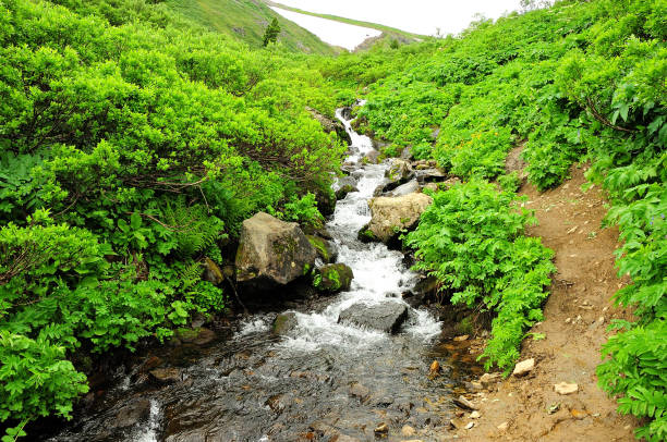 A small mountain river flows down from the hills through dense thickets of bushes. Khakassia, Siberia, Russia.