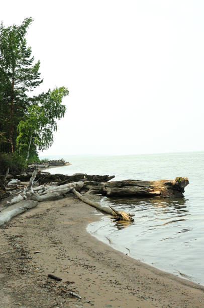 troncs d’arbres abattus sur la rive sablonneuse d’un grand lac à la lisière de la forêt. - waters edge lake beach tree photos et images de collection