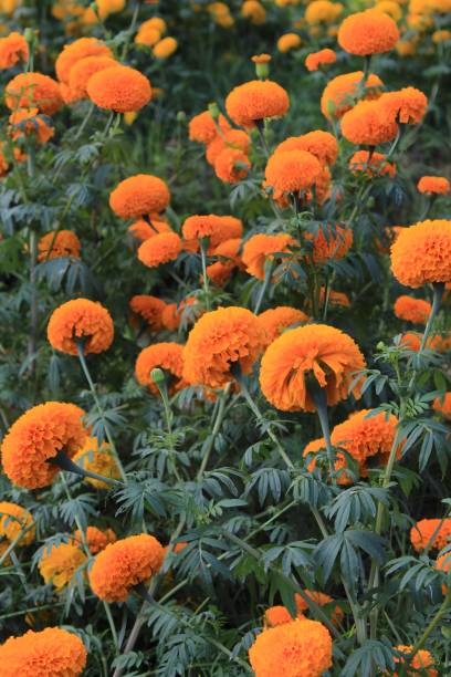 istock Orange Flowers in Garden 1365745010