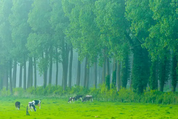 Farm pasture land with grazing cows alongside the Damme Canal in the Bruges area of Belgium