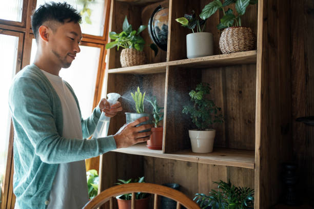 joven asiático cuidando sus plantas en el balcón de casa, regando y macetas de plantas de interior con cuidado. disfrutando de su tiempo en un hogar acogedor. ir a un estilo de vida ecológico - planta de interior fotografías e imágenes de stock