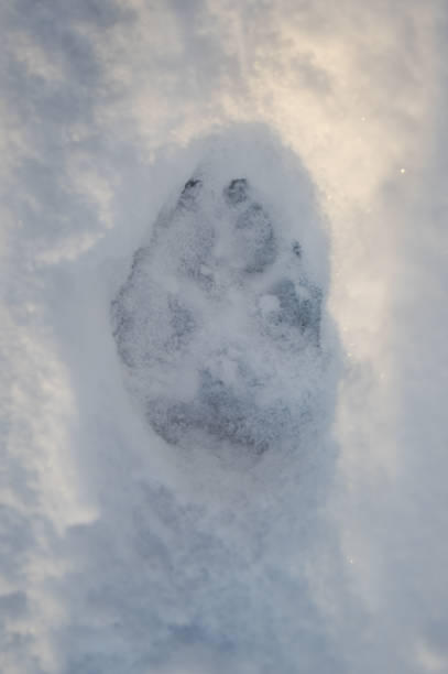 istock Grey Wolf tracks in the snow. The Carpathian Mountains, Poland. 1365752099