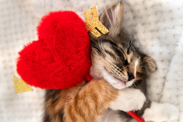 istock A sleeping, funny, kitten is lying on a white one. He holds a heart in his hands. he red, black and white. this is Love. Valentine's day. 1365752157