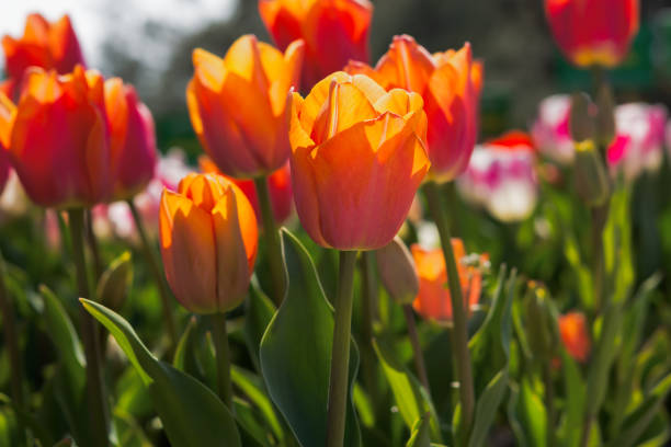 istock Orange tulips close-up in the garden. 1365753452