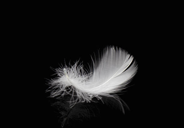 istock Single White Fluffly Feather on Black Background. Swan Feather 1365753520