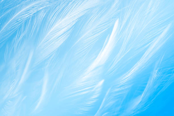 Blue boa feathers of birds. Copy space