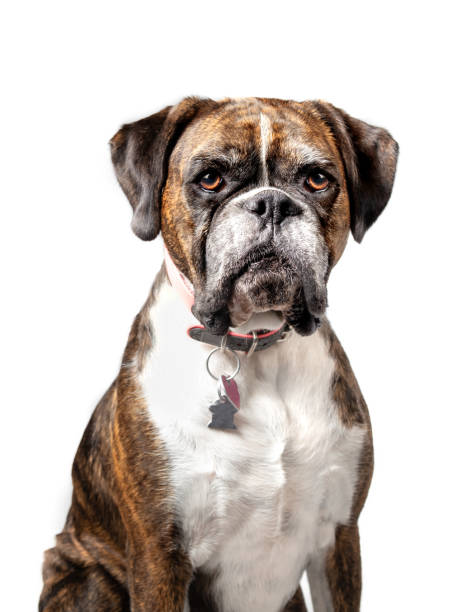 boxer dog sitting with serious or bored expression, while looking at camera. - boxers imagens e fotografias de stock