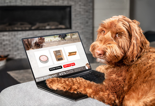 Labradoodle perro ordenando en línea por Internet para entrega a domicilio. photo