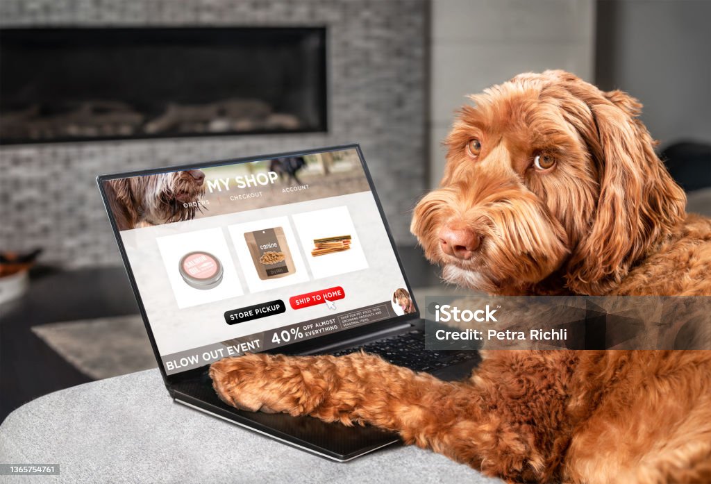 Labradoodle perro ordenando en línea por Internet para entrega a domicilio. - Foto de stock de Perro libre de derechos