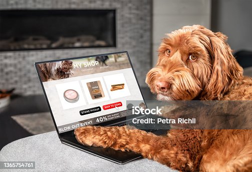 istock Labradoodle dog ordering online by internet for home delivery. 1365754761