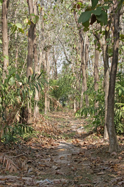 istock Country road through forest in southeast Asia 1365754837