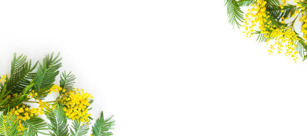 istock Yellow fresh spring branch of mimosa on a white background, frame. Spring, Easter, Women's Day, March 8. 1365754922