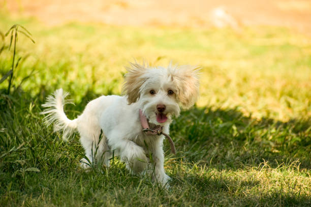 istock Small white poodle dog in the field 1365756079