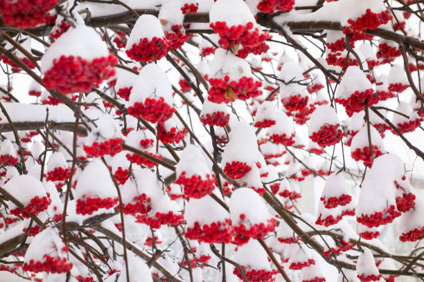 istock Bunches of rowan in the snow 1365756147