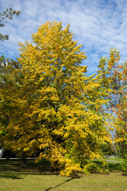 istock Autumn birch in the city park 1365756863