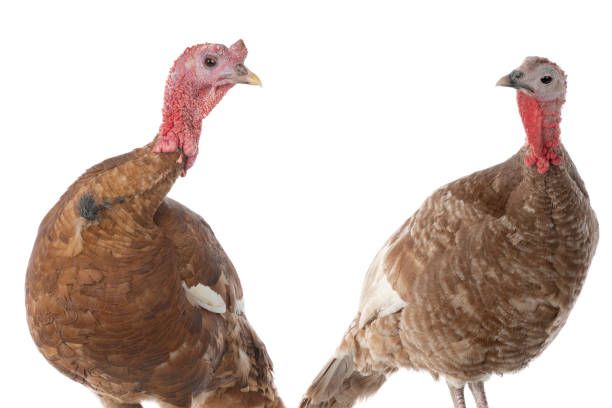 istock portrait bourbon red turkey isolated 1365757365