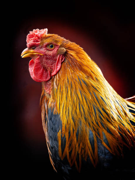 istock portrait brama rooster on a black background 1365757377