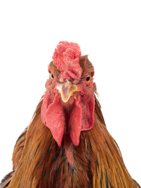 istock portrait brama rooster isolated on white background 1365757380