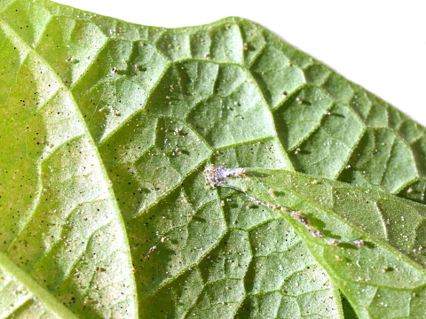 Leaves heavily infected by two-spotted spider mite Tetranychus urticae greenhouse pest mite