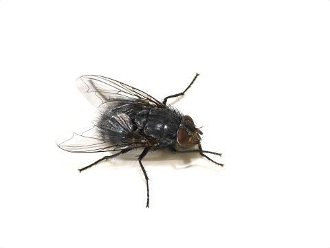 Closeup on hairy Calliphora blow fly isolated on white background