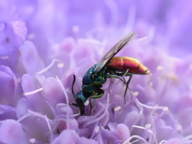 Beautiful colorful cuckoo wasp ruby-tailed Chrysis  sitting in a purple flower