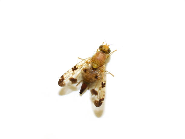 istock Mottled thistle fly Xyphosia miliaria 1365758905