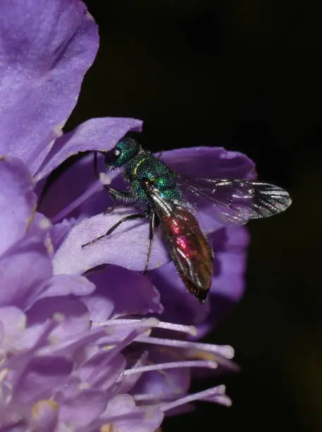Beautiful colorful cuckoo wasp ruby-tailed Chrysis  sitting in a purple flower
