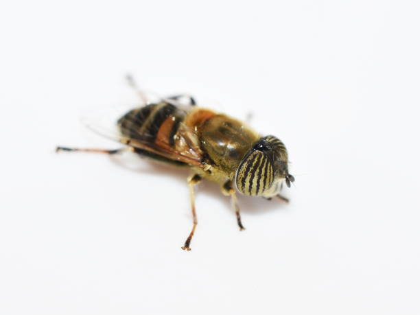 istock Band-eyed drone fly Eristalinus taeniops 1365758929