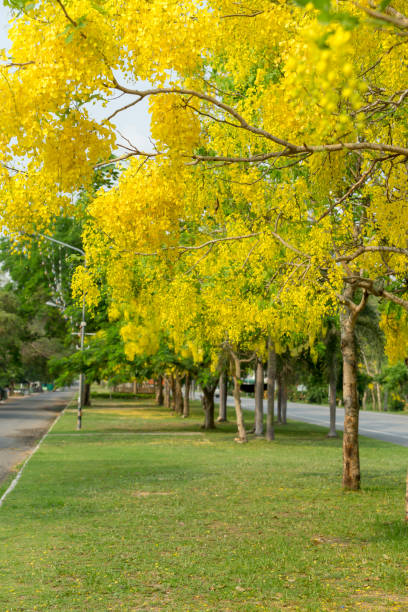 골든 샤워 트리 - maple keys branch sky maple tree 뉴스 사진 이미지