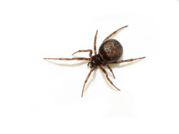 common house spider on a smooth tile floor seen from ground level in a kitchen in a residential home