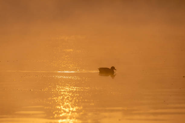 istock A northern pintail bird 1365759090