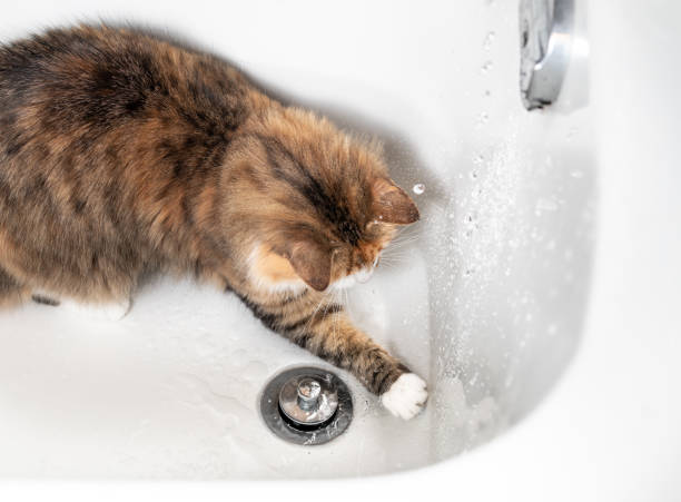 istock Cat playing or splashing with water in the bathtub, top view. 1365759834